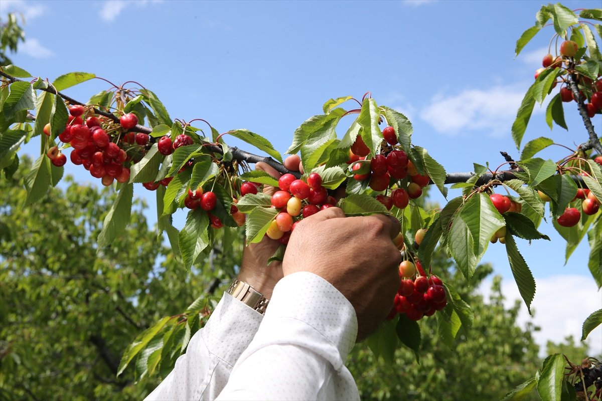 KONYA - Tescilli Akşehir kirazında bahar yağışlarıyla rekolte beklentisi arttı