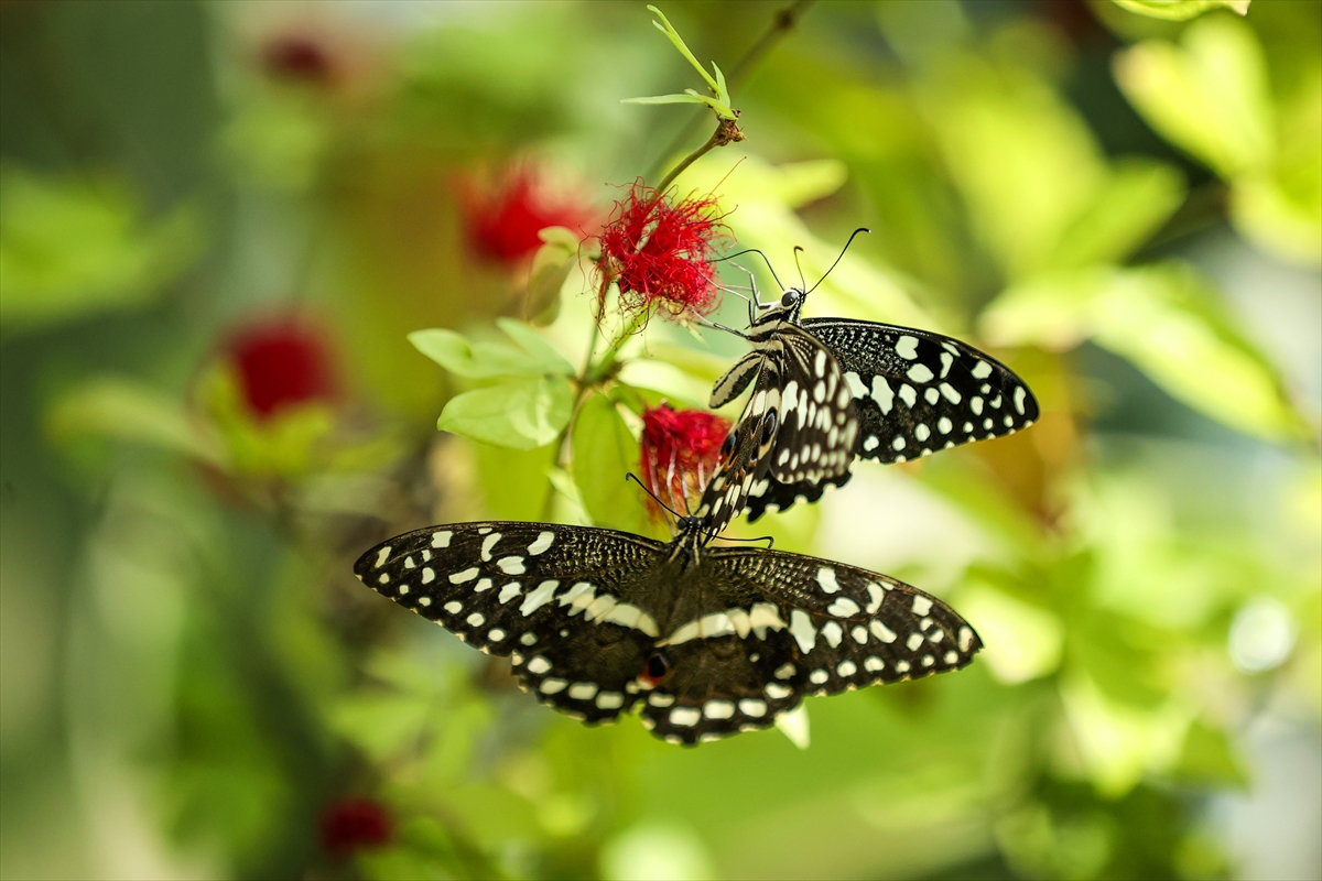 Konya Tropikal Kelebek Bahçesi 10 yılda yaklaşık 4 milyon ziyaretçiyi ağırladı