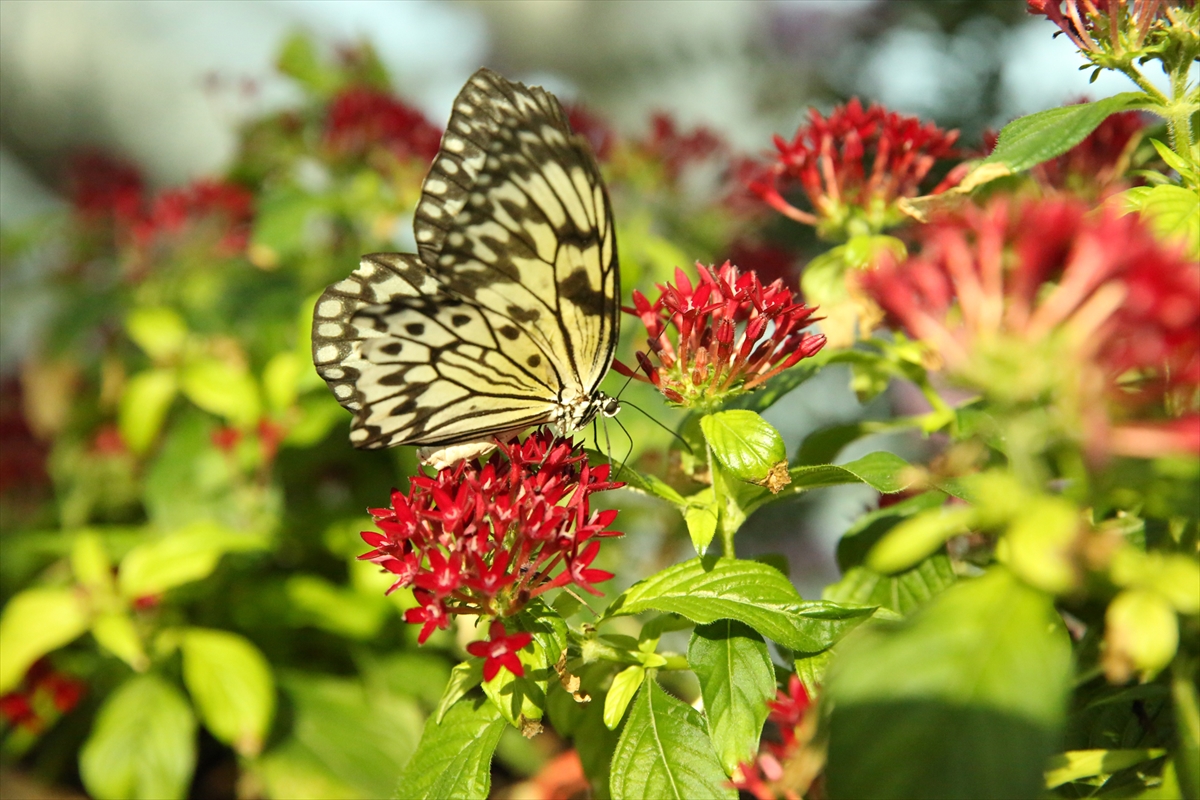 Konya Tropikal Kelebek Bahçesi bu yıl 569 bin 388 ziyaretçiyi ağırladı