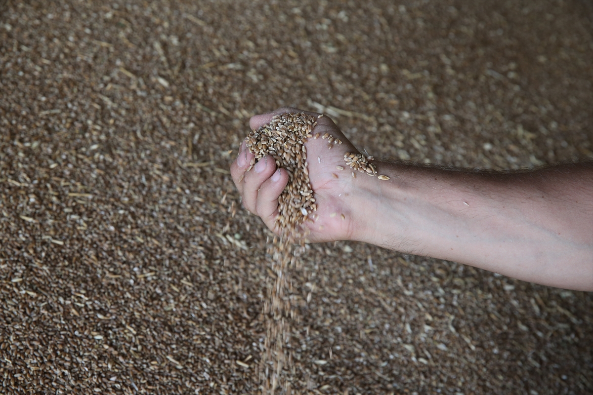 KONYA - Türkiye'nin buğday üretimi 21,5 milyon tona ulaştı