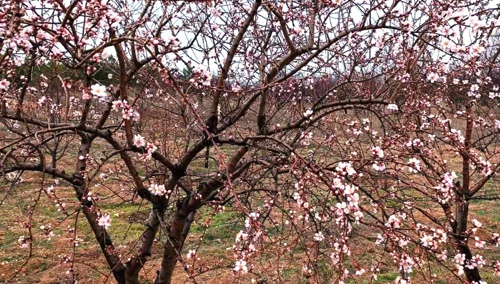 Konya’ya kış gelmeden bahar geldi
