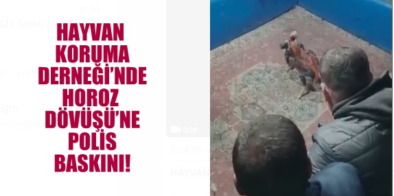 KONYADA HAYVAN KORUMA DERNEĞİ’NDE HOROZ DÖVÜŞÜ’NE POLİS BASKINI!
