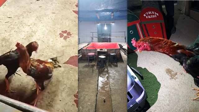 KONYADA HOROZ DÖVÜŞÜ YAPTIRILAN  ADRESE POLİS BASKINI