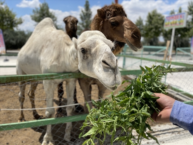Konyalı besici çiftliğinde hobi amaçlı deve besliyo