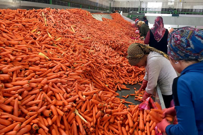 Konyalı çiftçiler havuç veriminden memnun