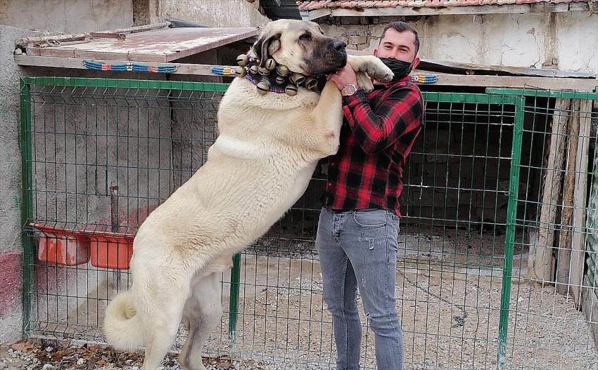 Konyalı hayvansever, boz çoban köpeği "Hükümdar"a gözü gibi bakıyor
