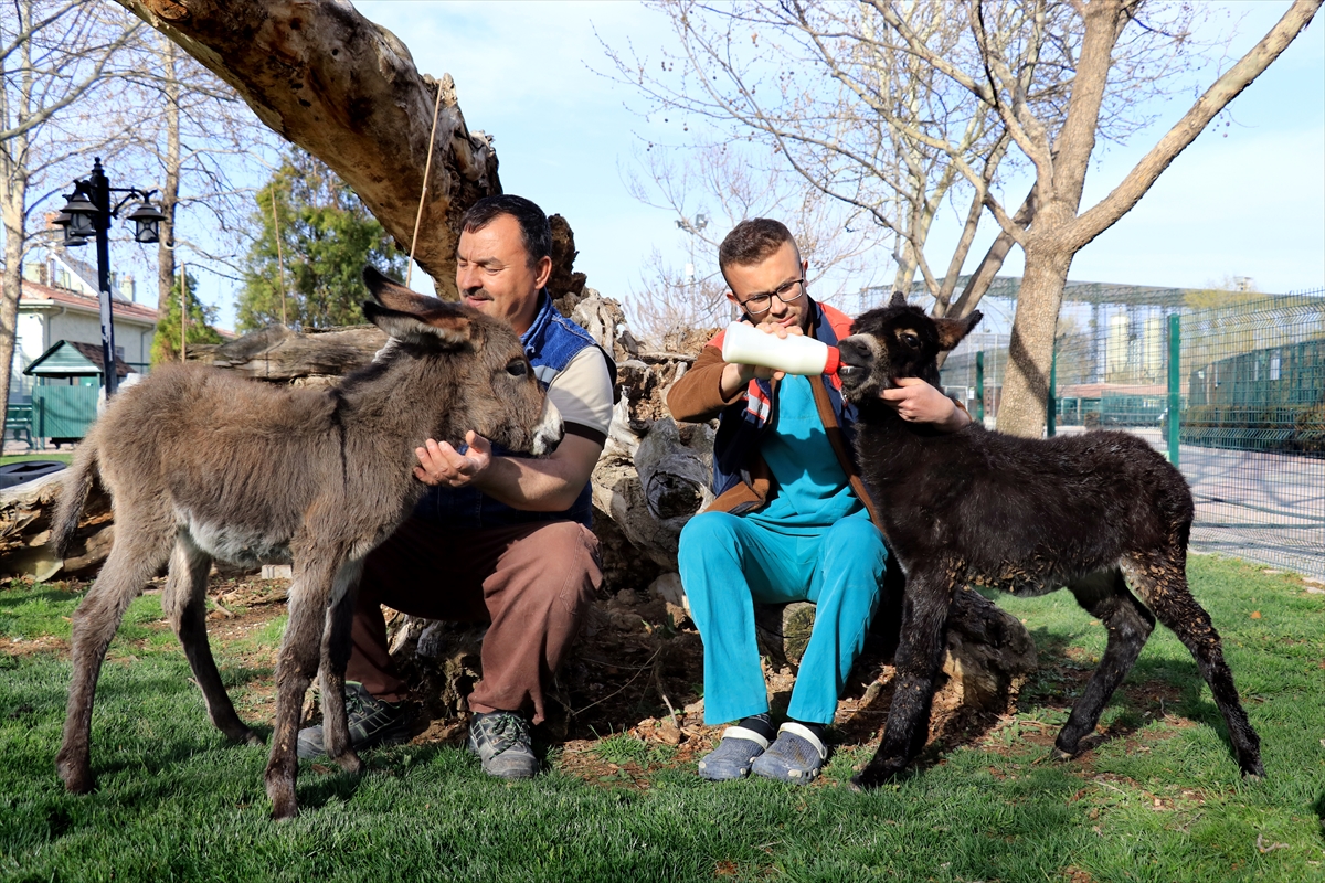 KONYDA Biberonla beslenen sıpalar "Keten" ile "Kadife" hayvanat bahçesine neşe kattı
