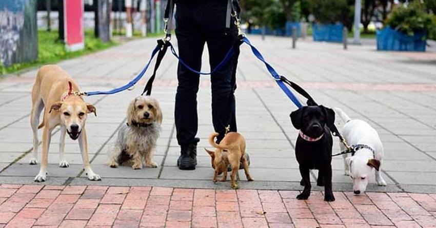 Köpeği olanlar dikkat! Mikroçip takmayanlar için  ceza
