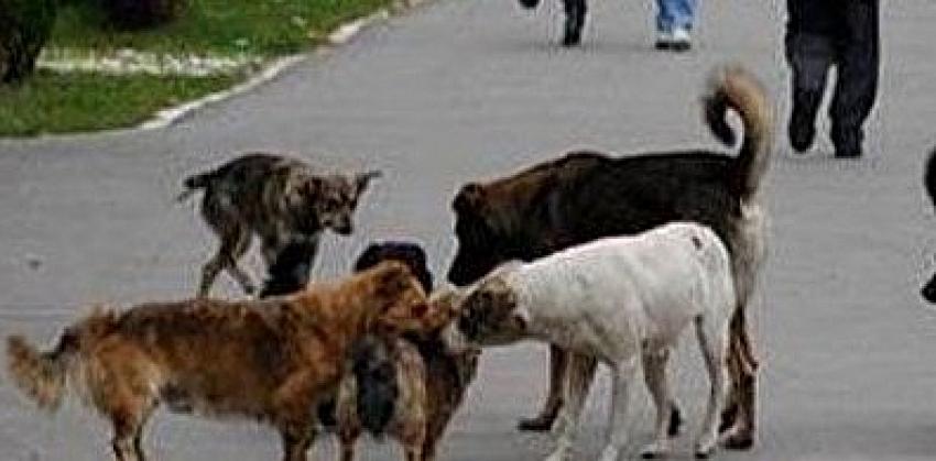 Köpek terörüne kim 'dur' diyecek? Vatandaş 'artık yeter' diyor