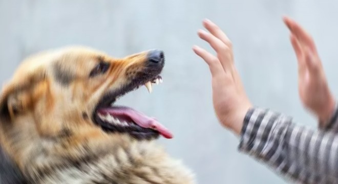 Köpekten korkup düşerek ayağını kıran kişinin şikayeti üzerine   Köpek sahibine 700 bin lira ceza!