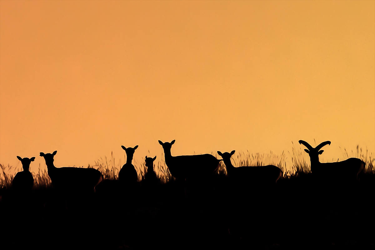 Koruma altındaki Anadolu yaban koyunlarının sayısı artıyor