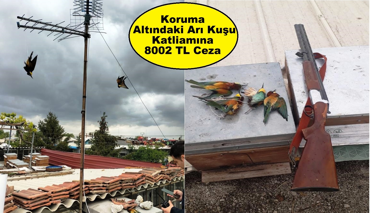 Koruma Altındaki Arı Kuşu Katliamına 8002 TL Ceza