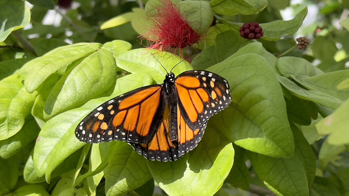 Kral kelebeği bulunduğu Kelebek Bahçesi'ne değer katıyor