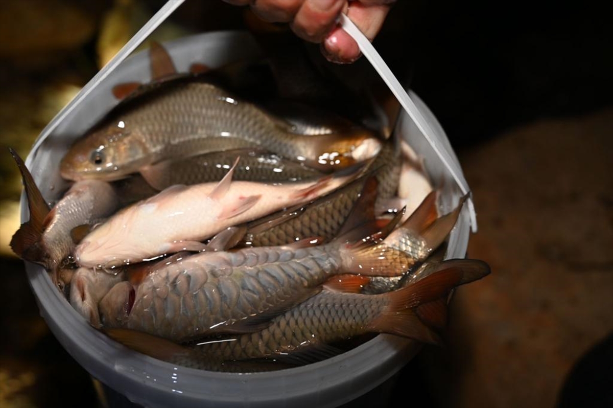 Kuğulu Tabiat parkı göletline 1 milyon 300 bin yavru sazan balığı bırakıldı