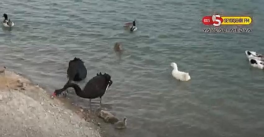 Kuğulu Tabiat Parkında  Kara Kuğuları yavruladı  VİDEO HABER