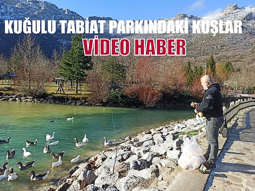 Kuğulu Tabiat parkındaki kuşlar 