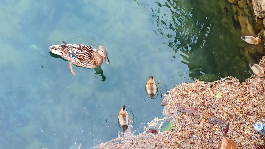 Kuğulupark'ın "çirkin ördek yavruları" suyla tanıştı