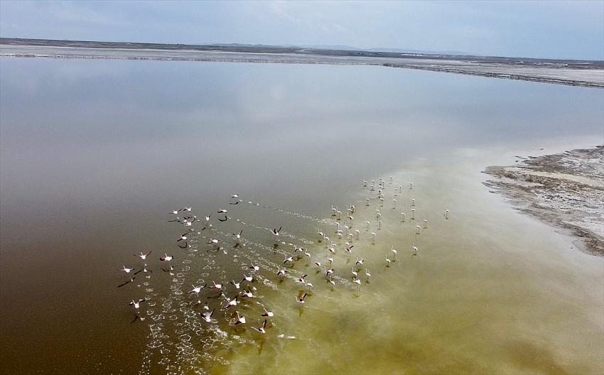 Kuraklık su kuşlarının beslenme alışkanlığını da değiştirdi