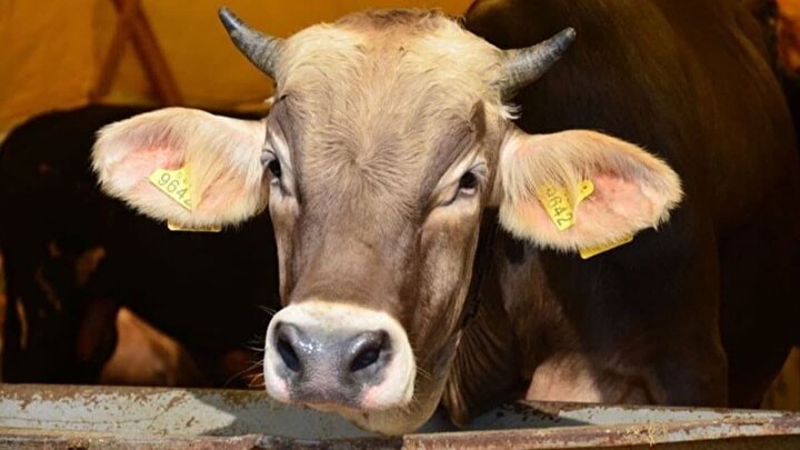 Kurbanlık  Fiyatları  belli  Fiyatlar 2 katına çıktı: İşte rakamlar