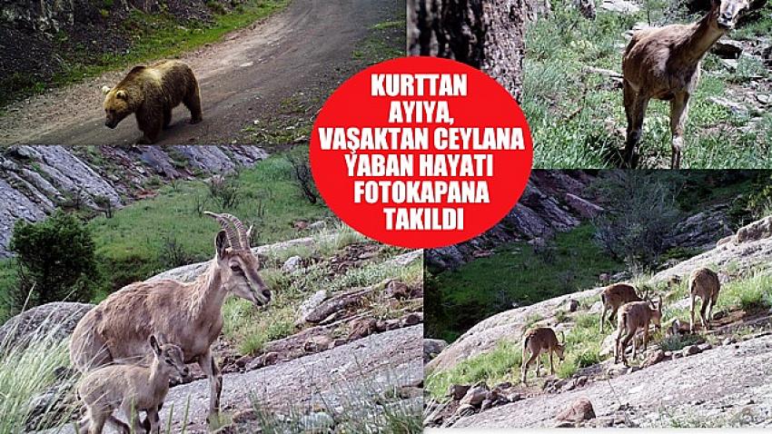 Kurttan ayıya, vaşaktan ceylana yaban hayatı fotokapana takıldı