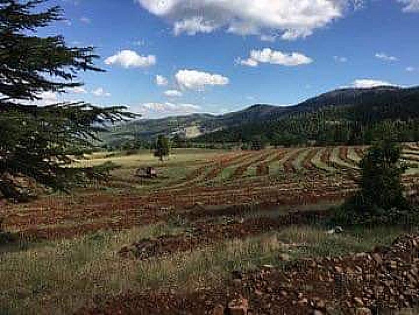 Kuruçay Bal Ormanı Fidan Dikimi Yapıldı.