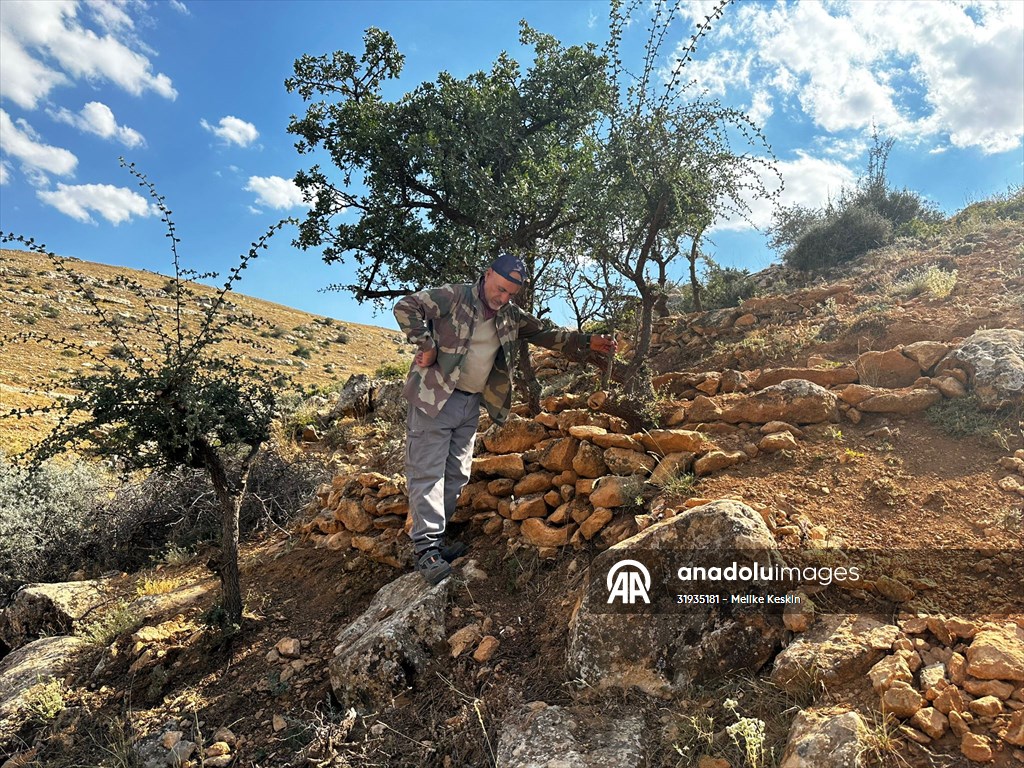 Kurumaya yüz tutmuş ağaçları iki yıldır yeniden yeşertiyor