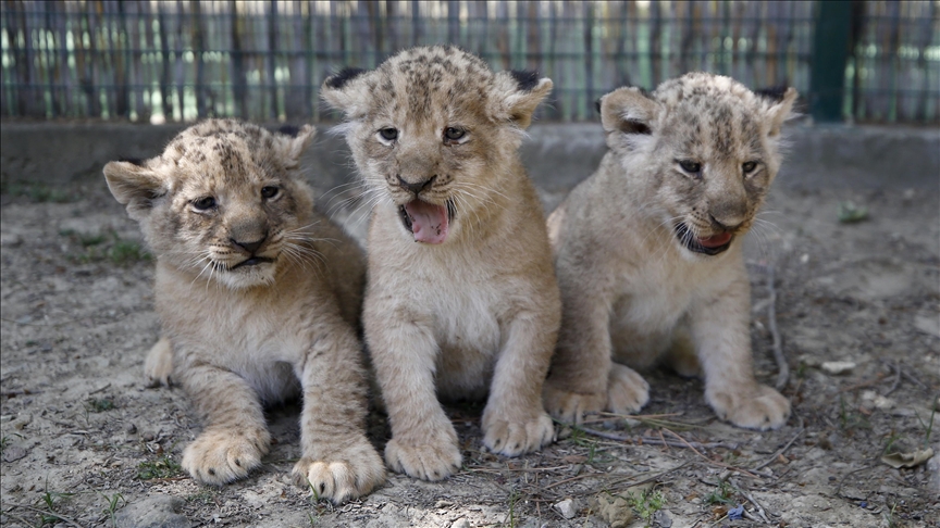 Manavgat'ta dünyaya gelen üç aslan yavrusu ziyaretçilerin iğli odağı