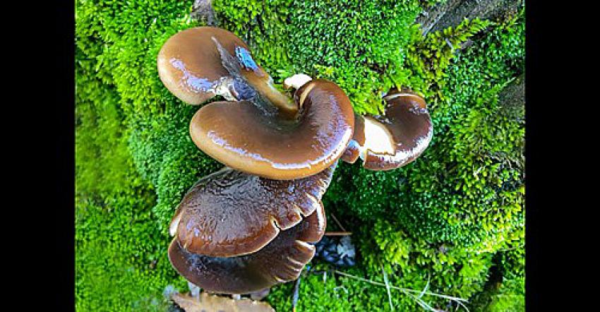 Mantar bulunca kendini kaybeden adam VİDEO HABER