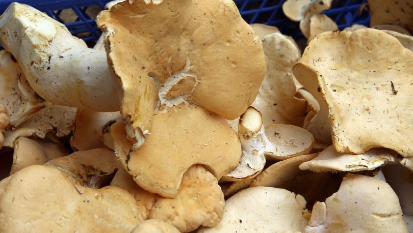 Mantar zehirlenmelerine karşı uzmanlar yine uyardı