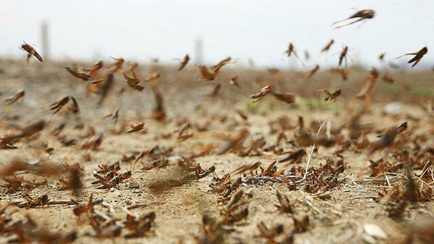 Mekke’yi çekirge sürüleri bastı