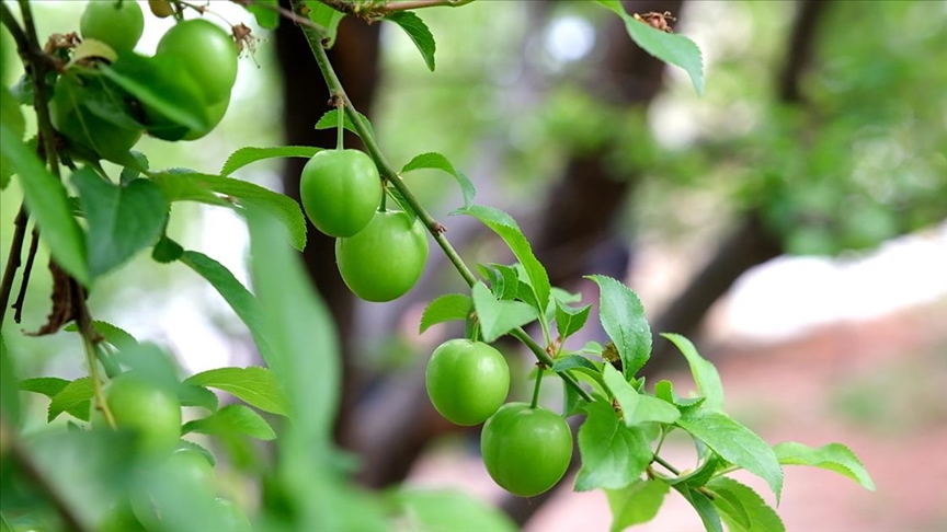 Mersin'de serada yetiştirilen eriklerin hasadına başlandı