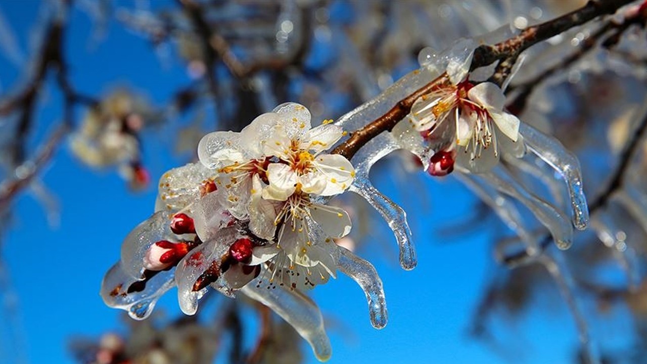 Meteoroloji Konya için zirai don uyarısı yaptı