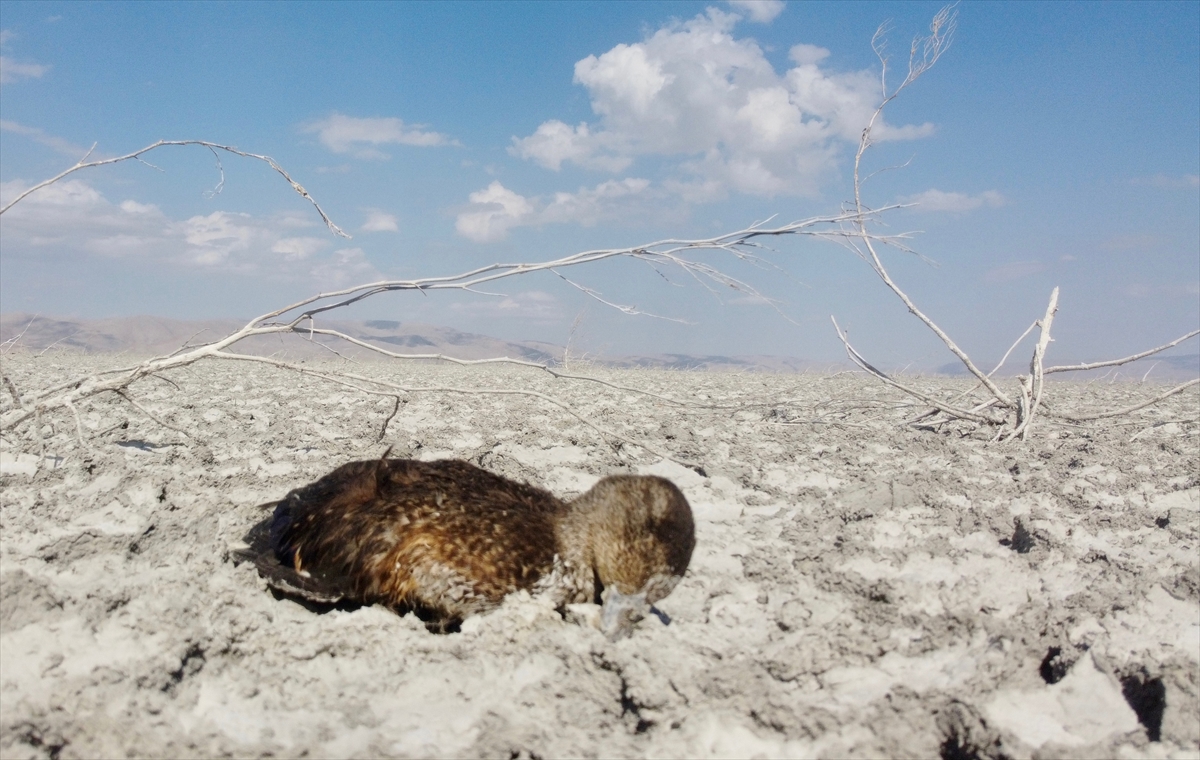 Mevsimsel kuraklığın yaşandığı Akşehir Gölü'nde çok sayıda ölü yaban ördeği bulundu