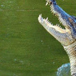 Nehirden zıpkın gibi fırlayan timsah, dişlerini geçirdiği Abdül Kadir adlı adamın omuriliğini ikiye ayırdı