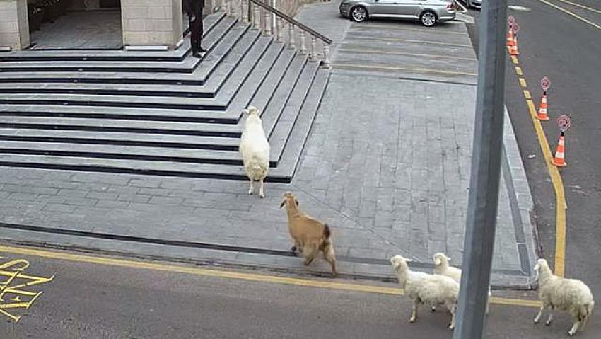 Nevşehir Belediyesi'ne girmeye çalışan küçükbaş hayvan sürüsü ilginç görüntüler oluşturdu