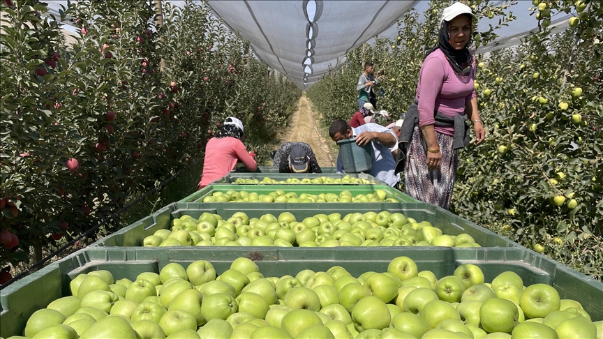 Niğde'de elma üreticileri 650 bin ton rekolte bekliyor