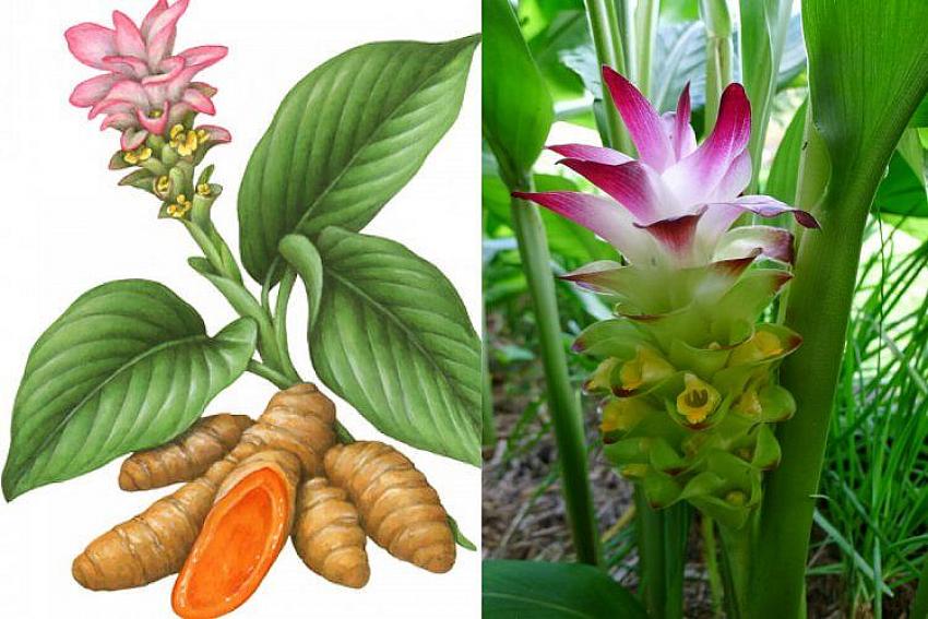 O bitki beyni iyileştiriyor!