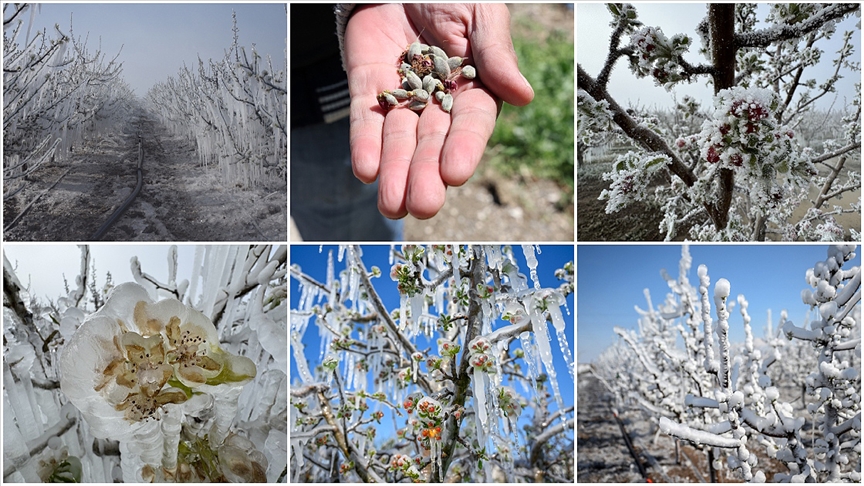 Önerge kabul edildi! TBMM'de zirai don komisyonu kuruldu