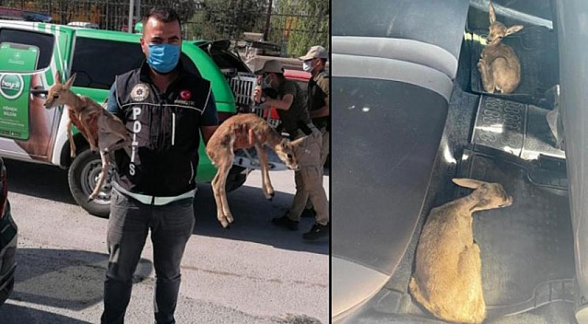 onya'da narkotik polisinin durdurduğu bir arabanın içinden çıkan ceylan yavruları görenleri şaşkına çevirdi.