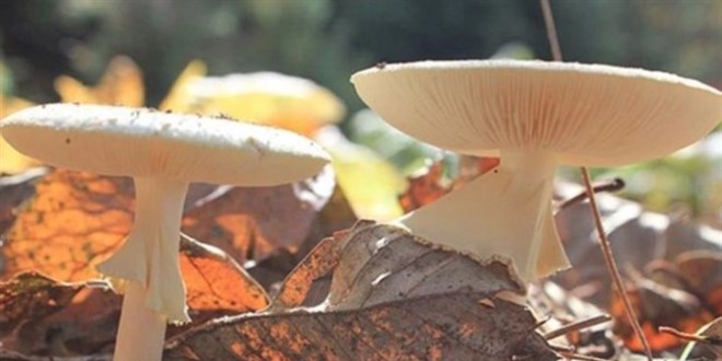 Orduda Mantar aynı aileden 6 kişiyi zehirledi