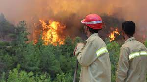 Orman işçisine "şehit" statüsü