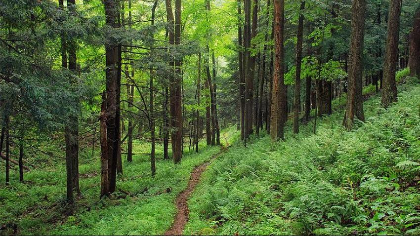 Ormanlara imar izni çıktı! Betonlaşmaya tam gaz devam