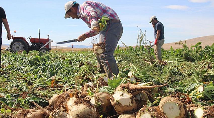 Pancar alım fiyatı Konya'daki çiftçileri sevindirdi