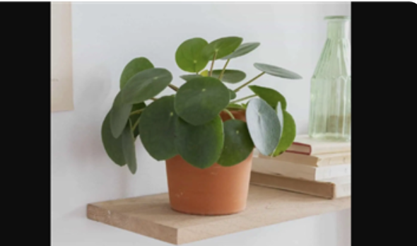 Para Çiçeği (Pilea Peperomioides) Hakkında En Çok Merak Edilen 10 Soru ve Cevapları