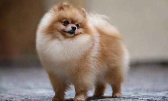 Pomeranian Köpek Cinsi: Sevimli ve Enerjik Bir Dost