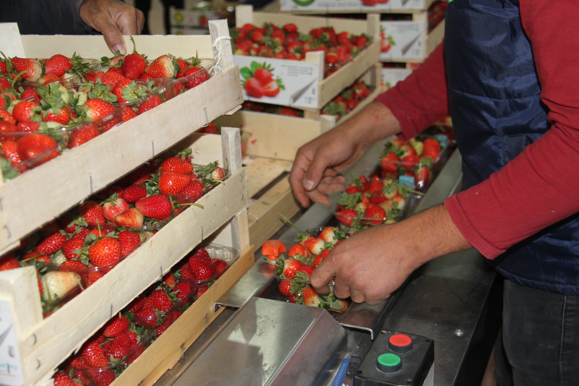 "ÇİLEKTE PESTİSİTLE MÜCADELEDEKİ BAŞARI İHRACATTA REKOR GETİREBİLİR"