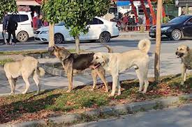 "Sokak Köpeklerini Toplamayan Belediyelere Ağır Yaptırımlar Geliyor: Vatandaşların Sabrı Taştı!"