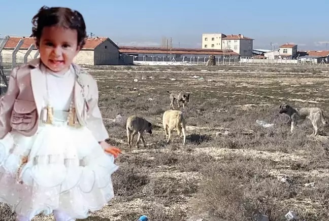 Konya'da başıboş köpek dehşeti! Bakan Yerlikaya: Görevini yapmayanlar var