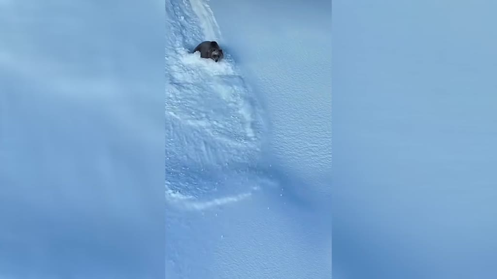 Rize'de karda yuvarlanan ayı cep telefonu ile görüntülendi VİDEOHABER