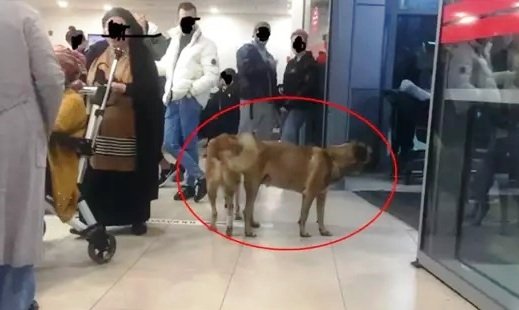 Sağlık bakanlığı  81 ile yazı gönderdi: Hastanelerde sahipsiz hayvan olmayacak